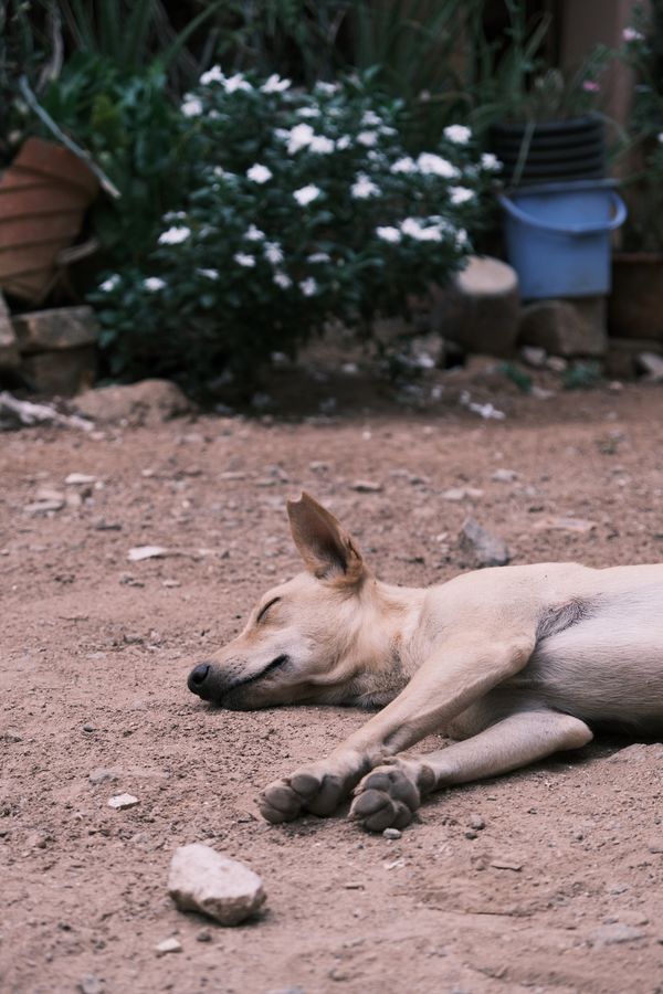 Peaceful dog napping outdoors in Bengaluru garden