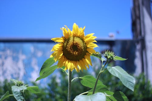 Free stock photo of beauty of nature, sun flower, sunflower Stock Photo