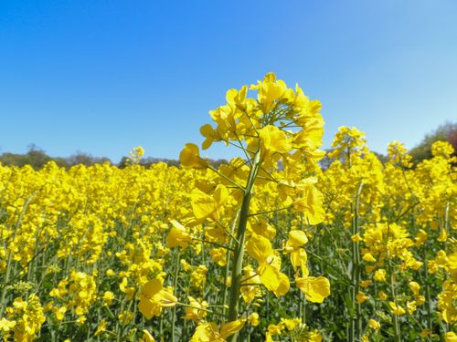 Free Bright yellow rapeseed flowers bloom under a clear blue sky, capturing the essence of spring in the countryside. Stock Photo
