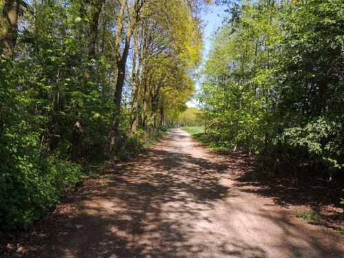 Free A peaceful woodland path lined with trees in spring. Sunlight filters through leaves. Stock Photo