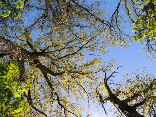 Free Looking up at a vibrant spring canopy with a clear blue sky. Perfect for nature themes. Stock Photo