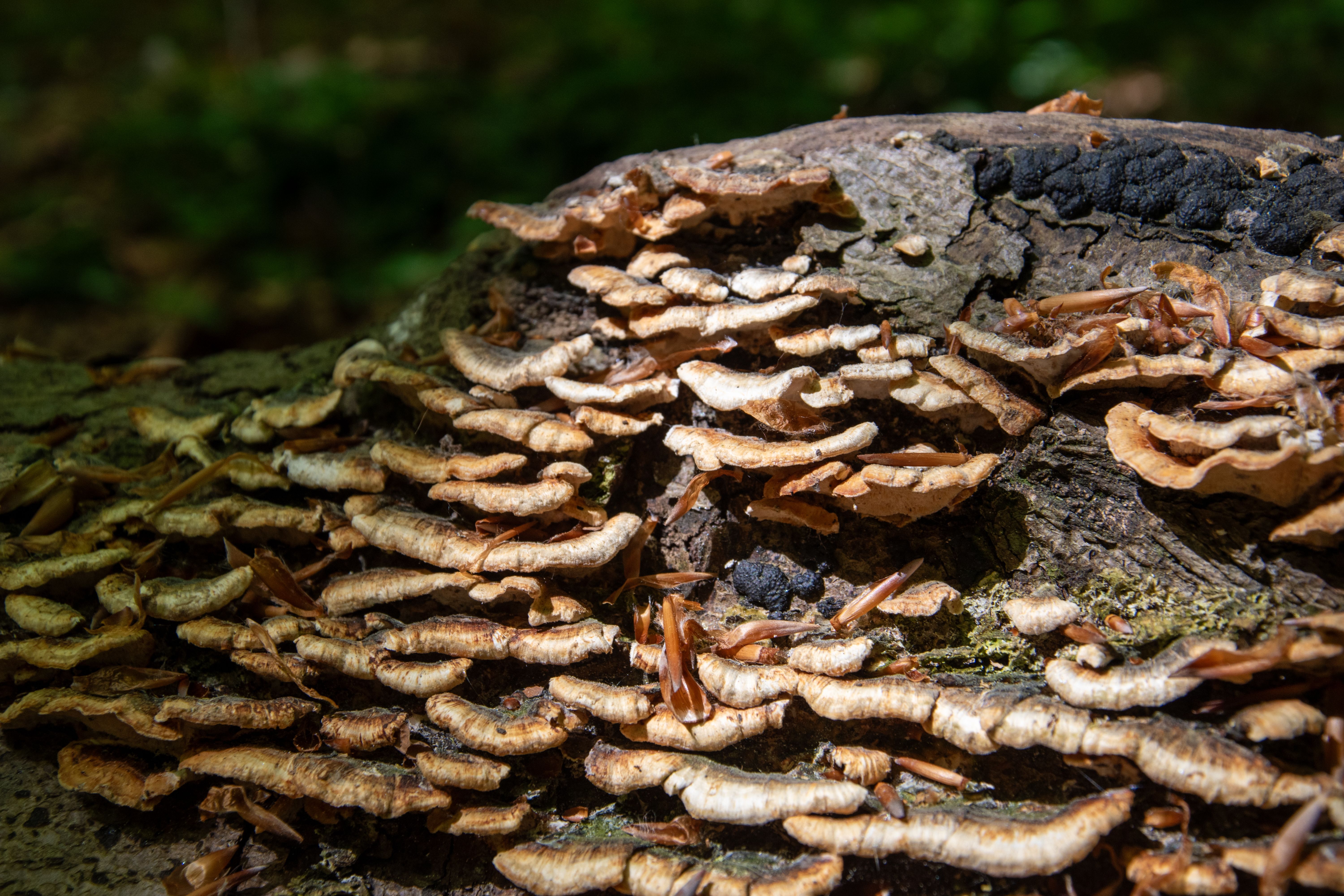 Foto: Jean-Paul Colemonts / Pexels