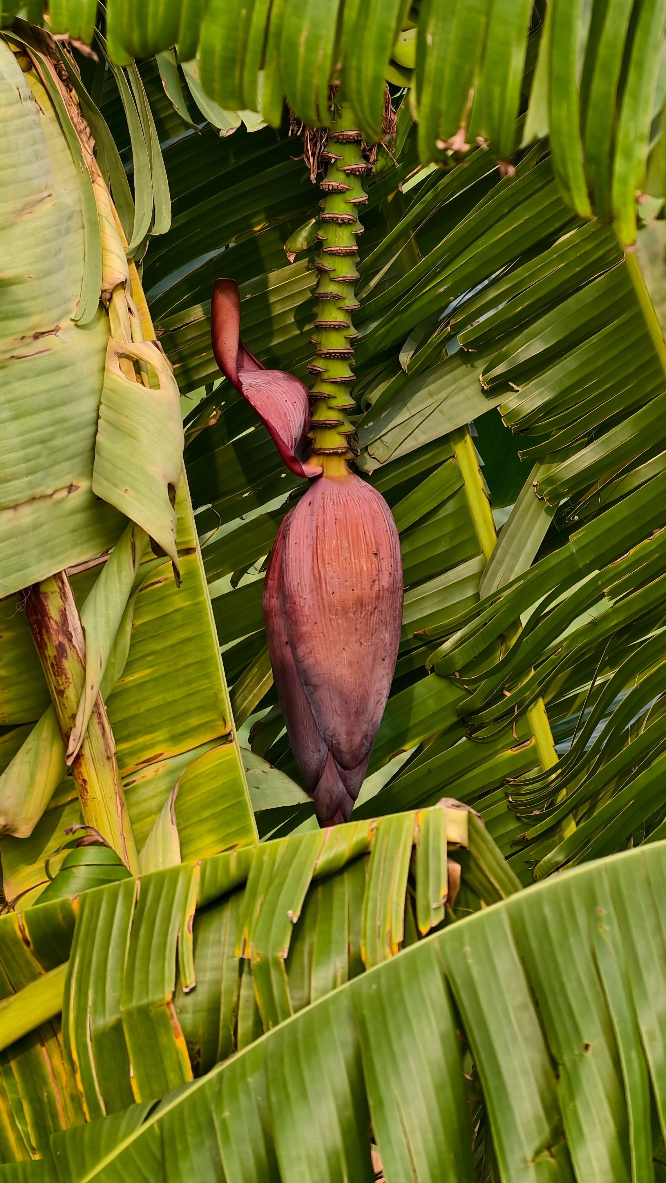 Close-up of a banana tree with a prominent red flower, surrounded by lush green leaves.
