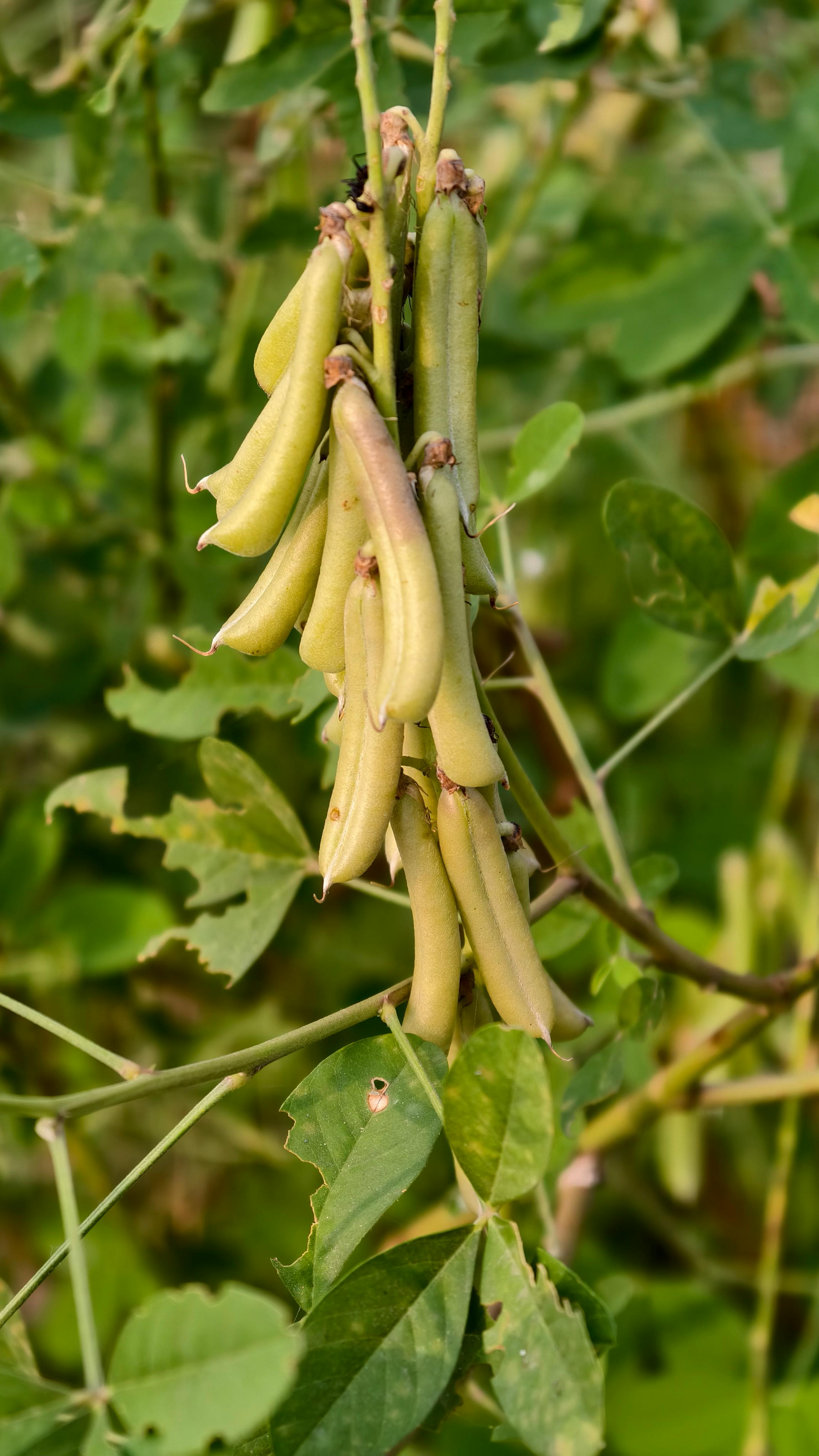 Pigeon Pea Kadios - Urban Goes Green Plant Guide