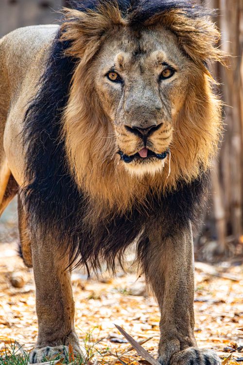 Free Close-up of a majestic African lion in its natural habitat, showcasing its fierce gaze and lush mane. Stock Photo