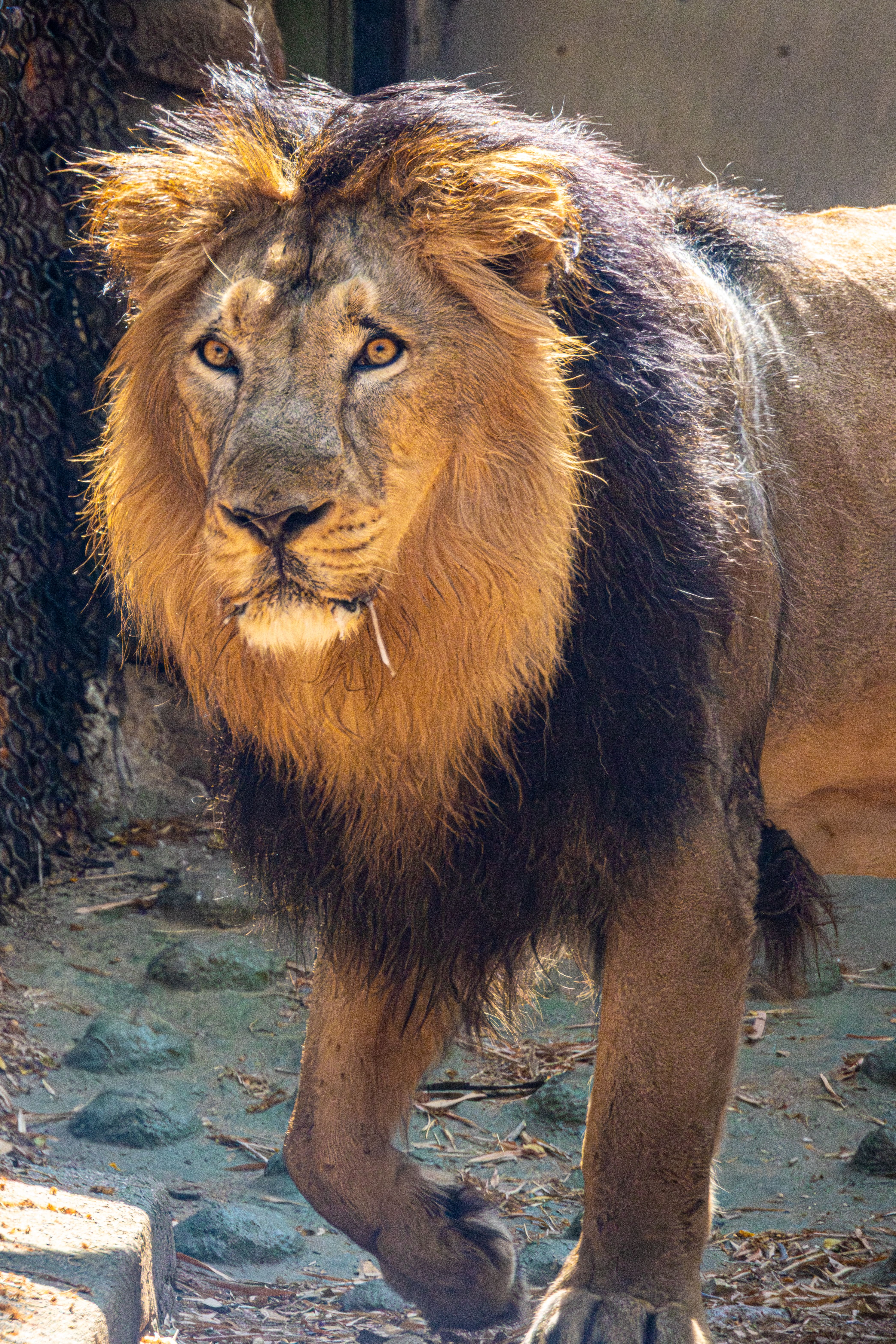 Close-up of a regal lion in its natural habitat showcasing its majestic mane.