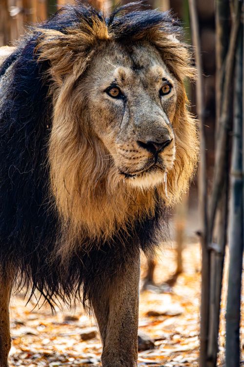 Free Portrait of a majestic lion in a forest habitat, showcasing the king of the jungle's powerful presence. Stock Photo