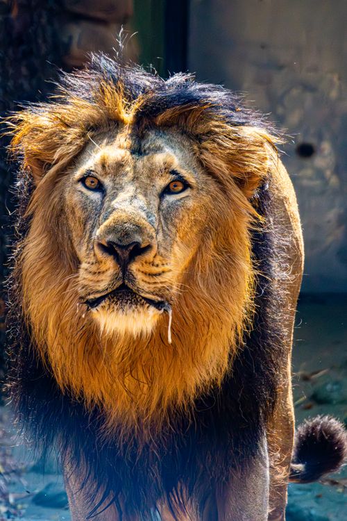 Free Close-up portrait of a majestic lion with a striking mane in natural light. Stock Photo