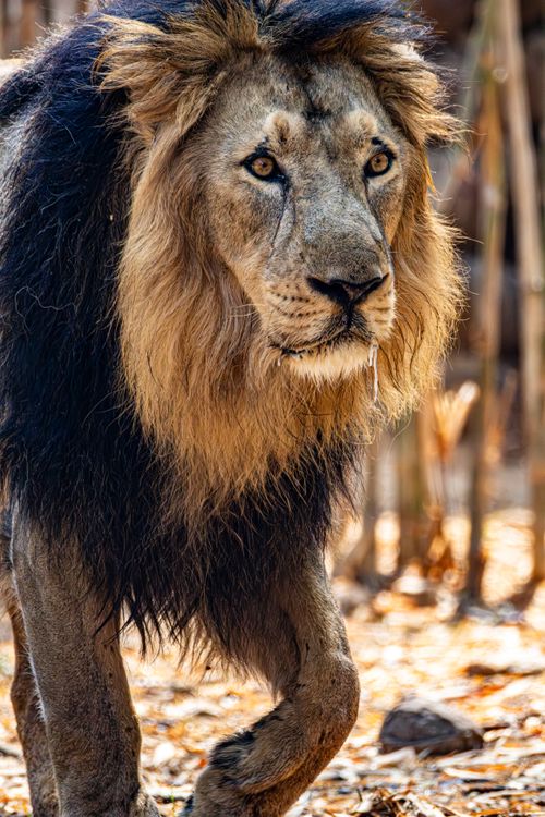 Free Close-up of a majestic lion prowling its natural habitat amidst dry foliage. Stock Photo