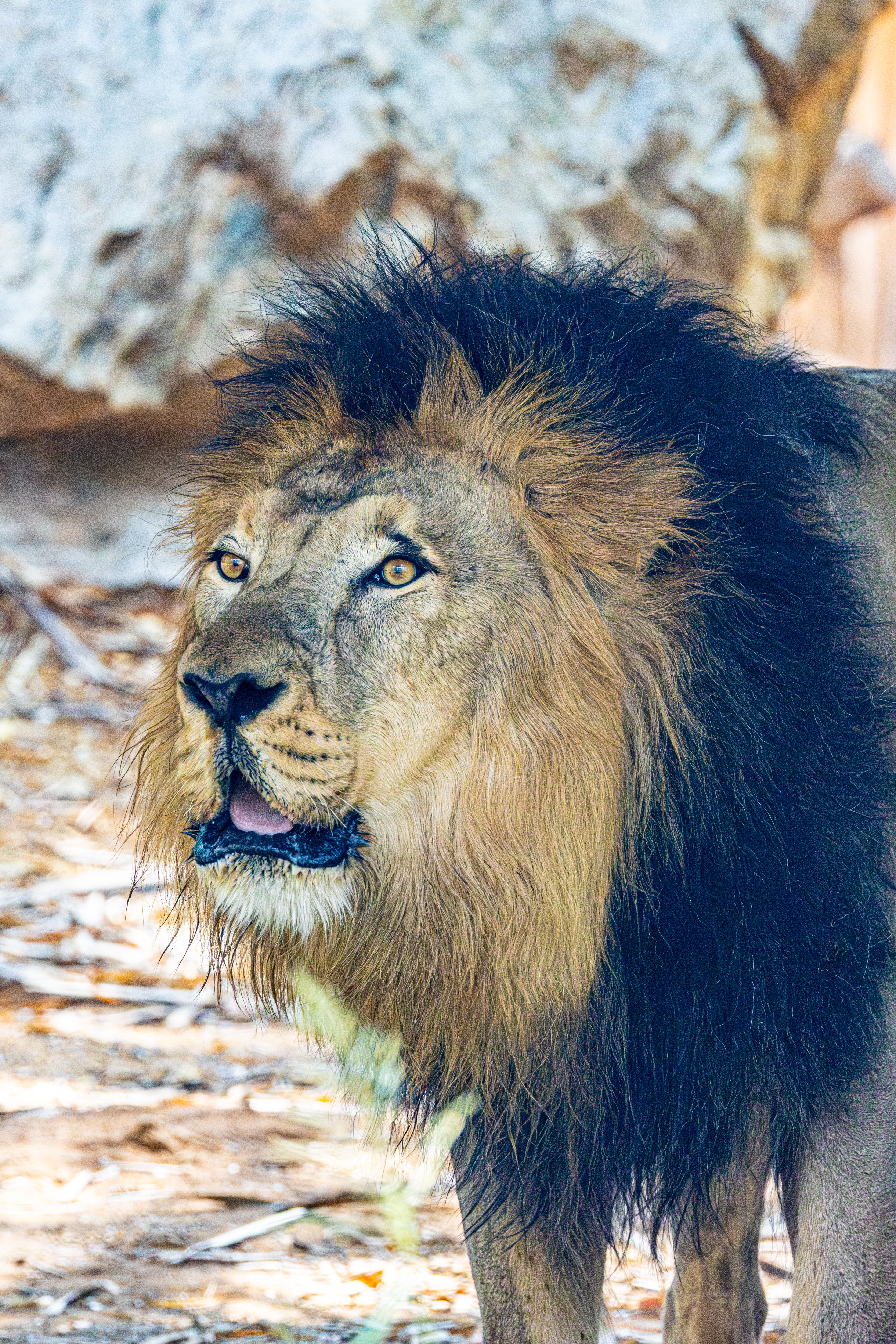 Close-up of a majestic male lion with luscious mane in a natural setting, showcasing its powerful presence.