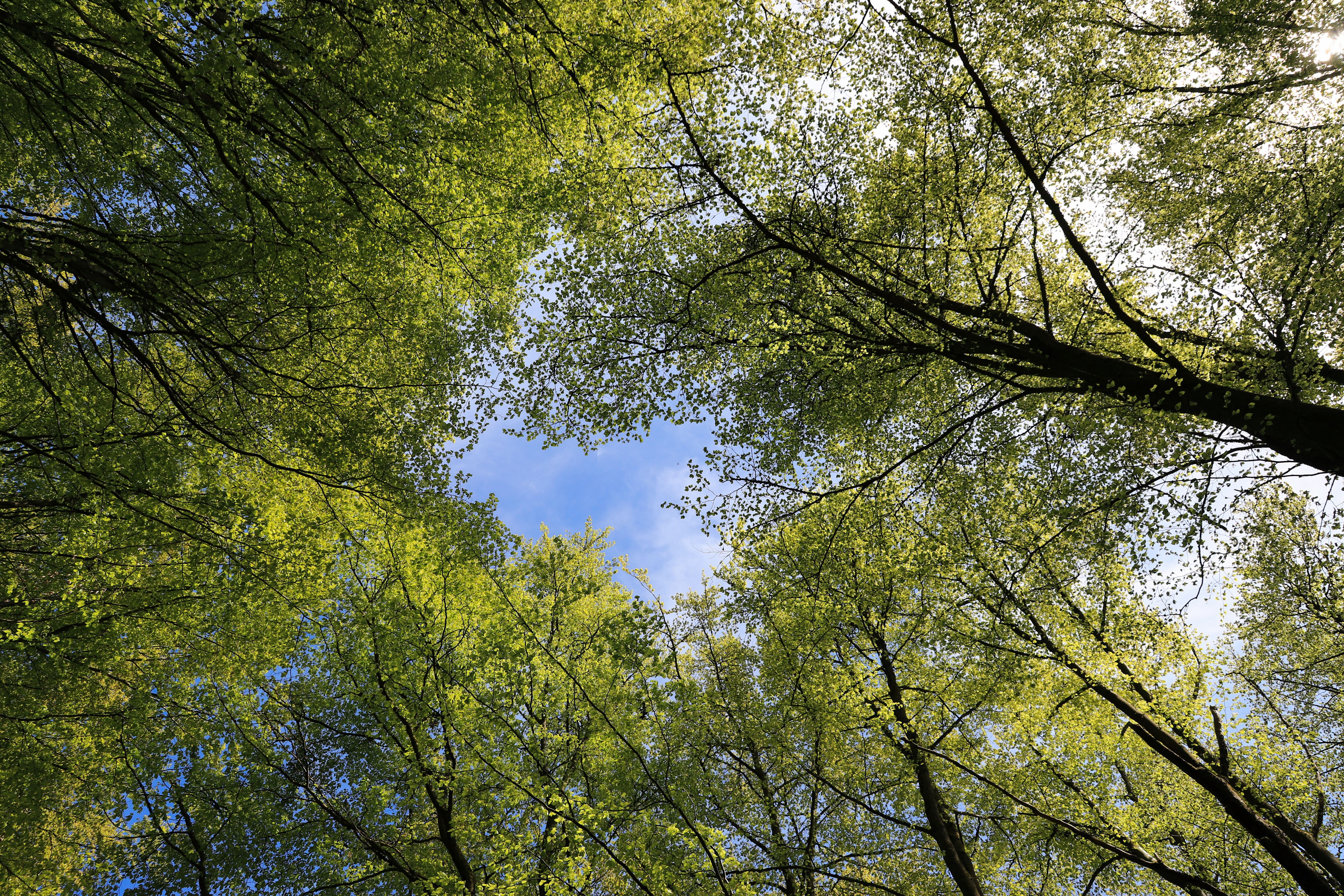 Healthy green tree canopy in spring — after ivy removal trees recover in Surrey BC
