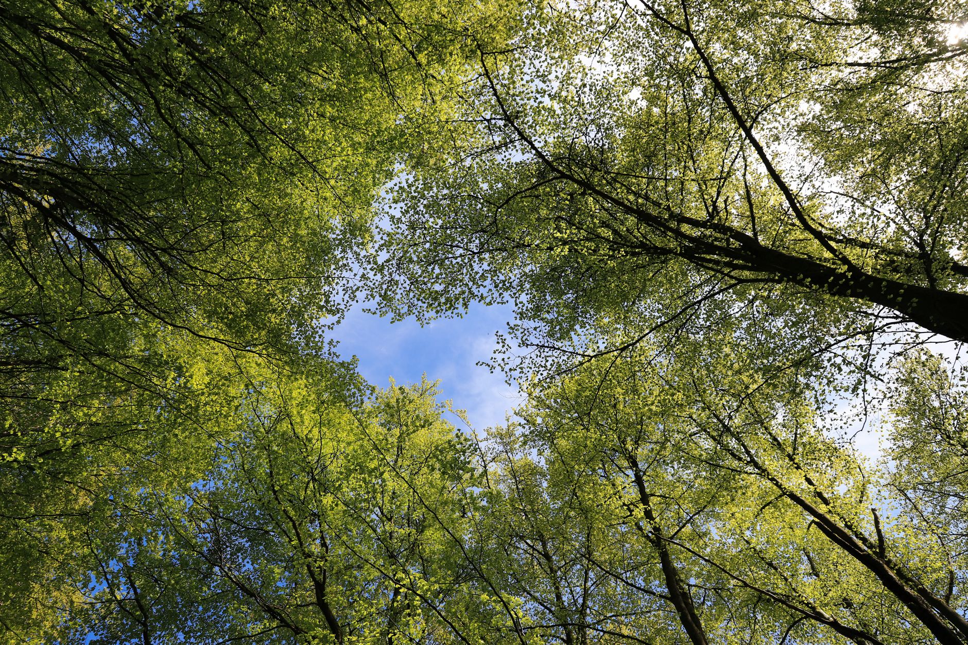 post covid health recovery — Upward view of lush green forest canopy with sky showing through, captured on a sunny spring day.