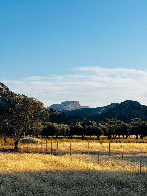 Free Tranquil view of olive trees against a mountainous backdrop in Rhodes, Greece, under a clear blue sky. Stock Photo