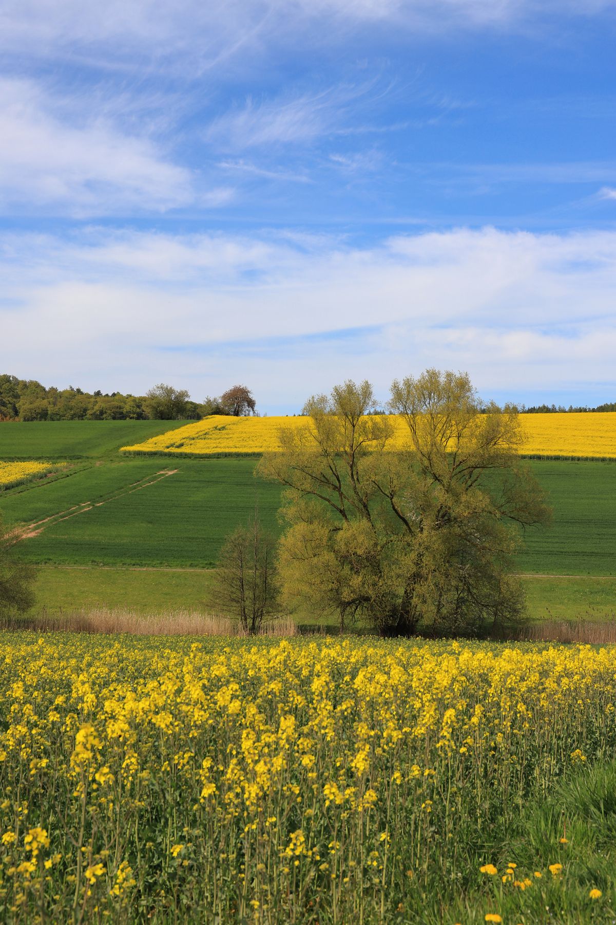 Pair of Trees in Blooming Springtime Fields · Free Stock Photo