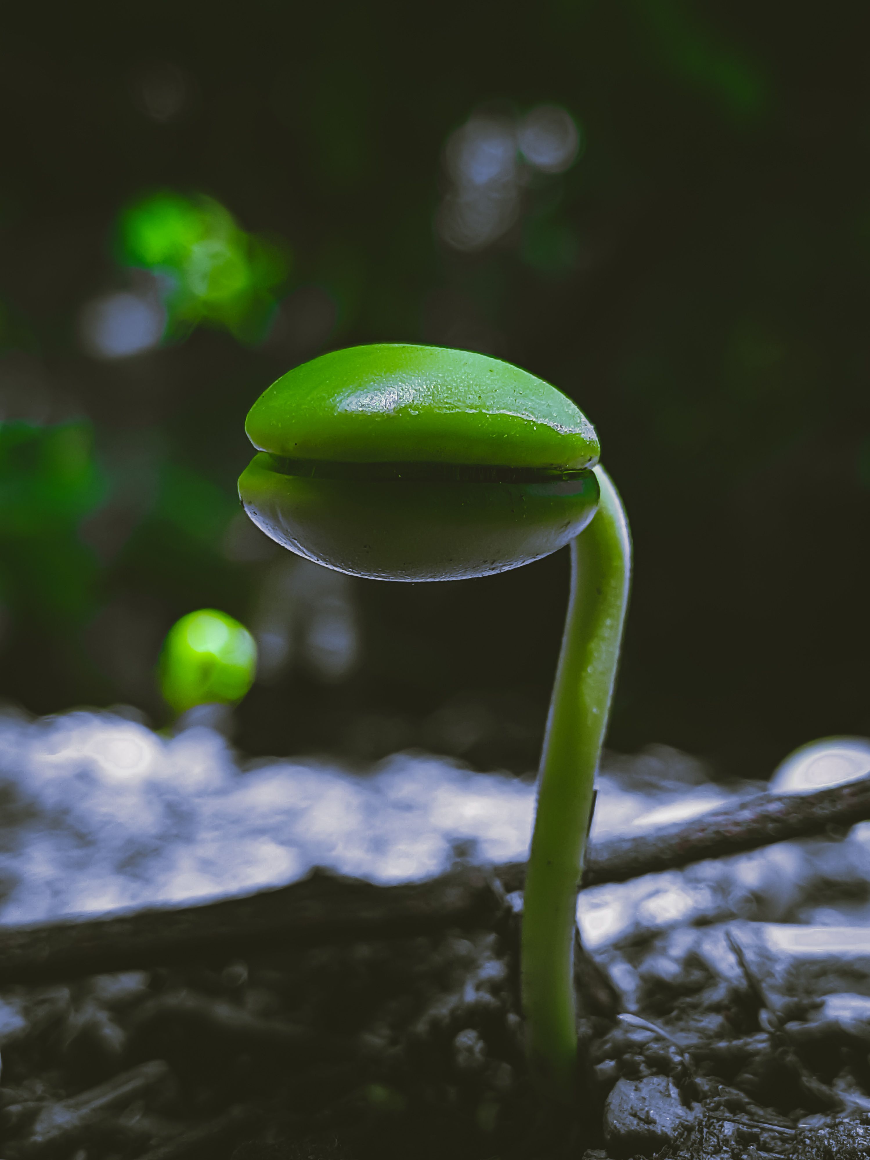 A vivid close-up capture of a single seedling emerging from soil, showcasing new growth.
