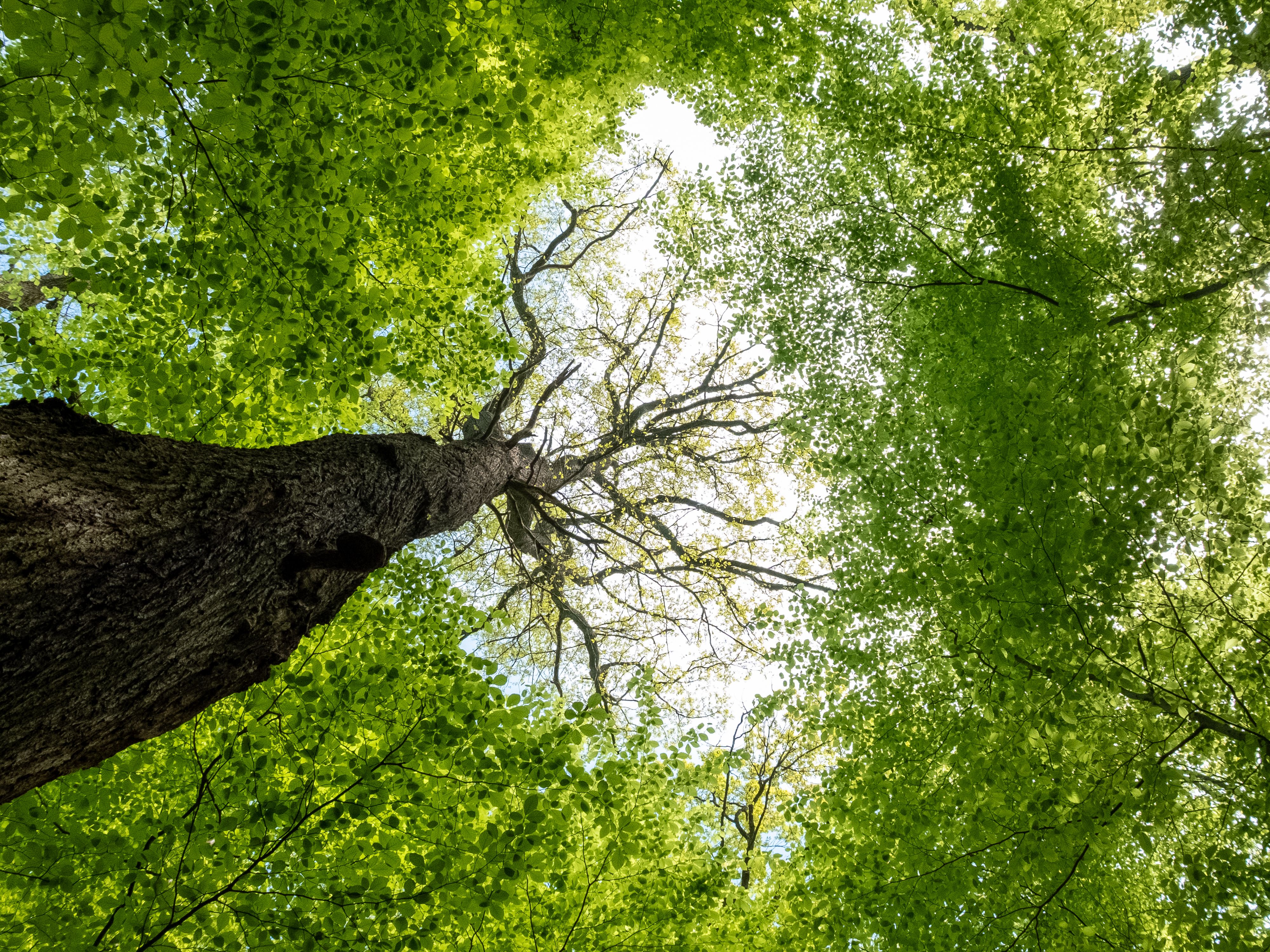 IT and Environmental, Social, and Corporate Governance (ESG), Part One: A CEO and Board Concern — Photo by Peter Jochim on Pe