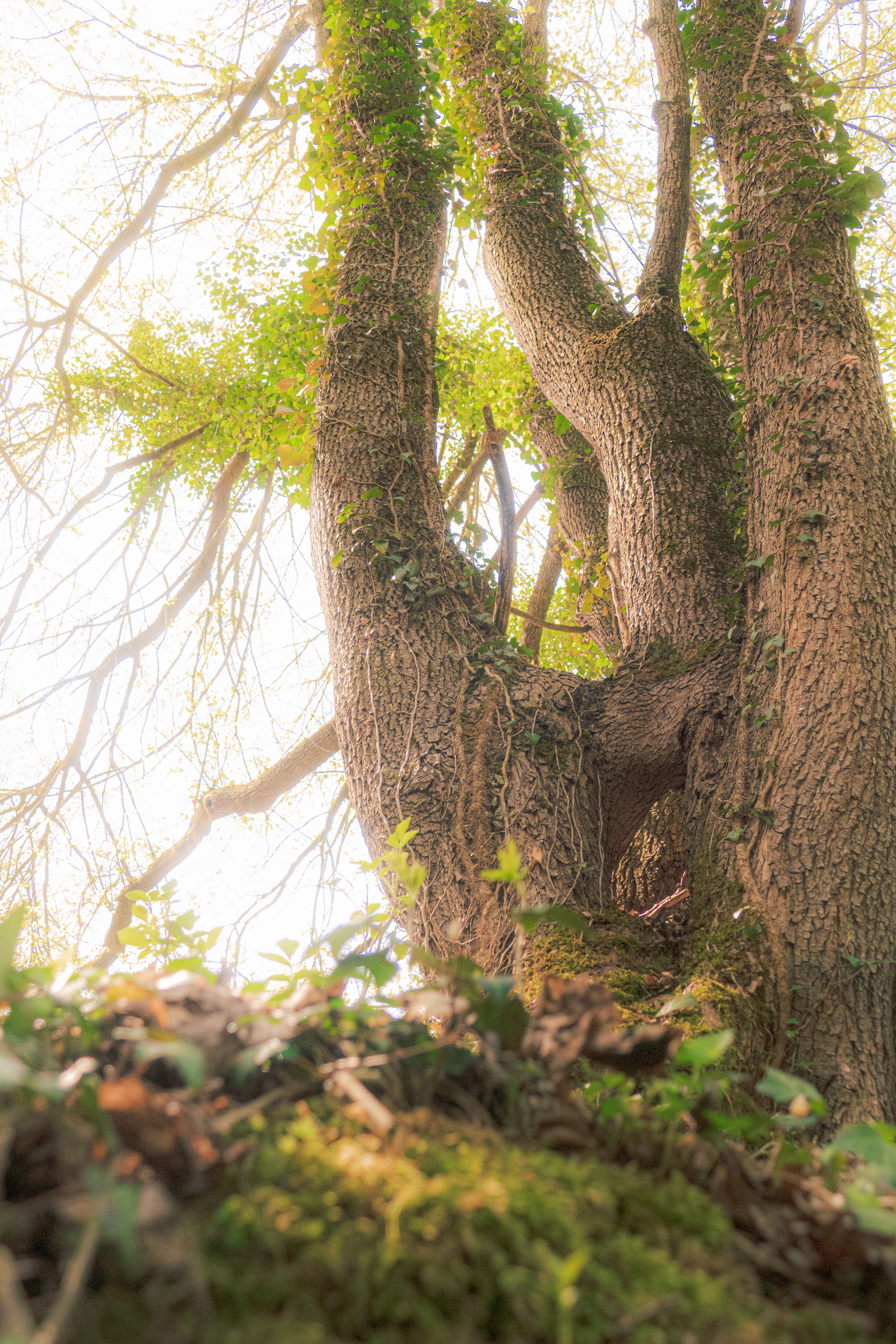 A towering tree covered in lush green vines and moss seen from below, evoking a sense of nature's beauty.