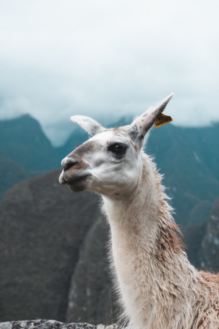 Llama