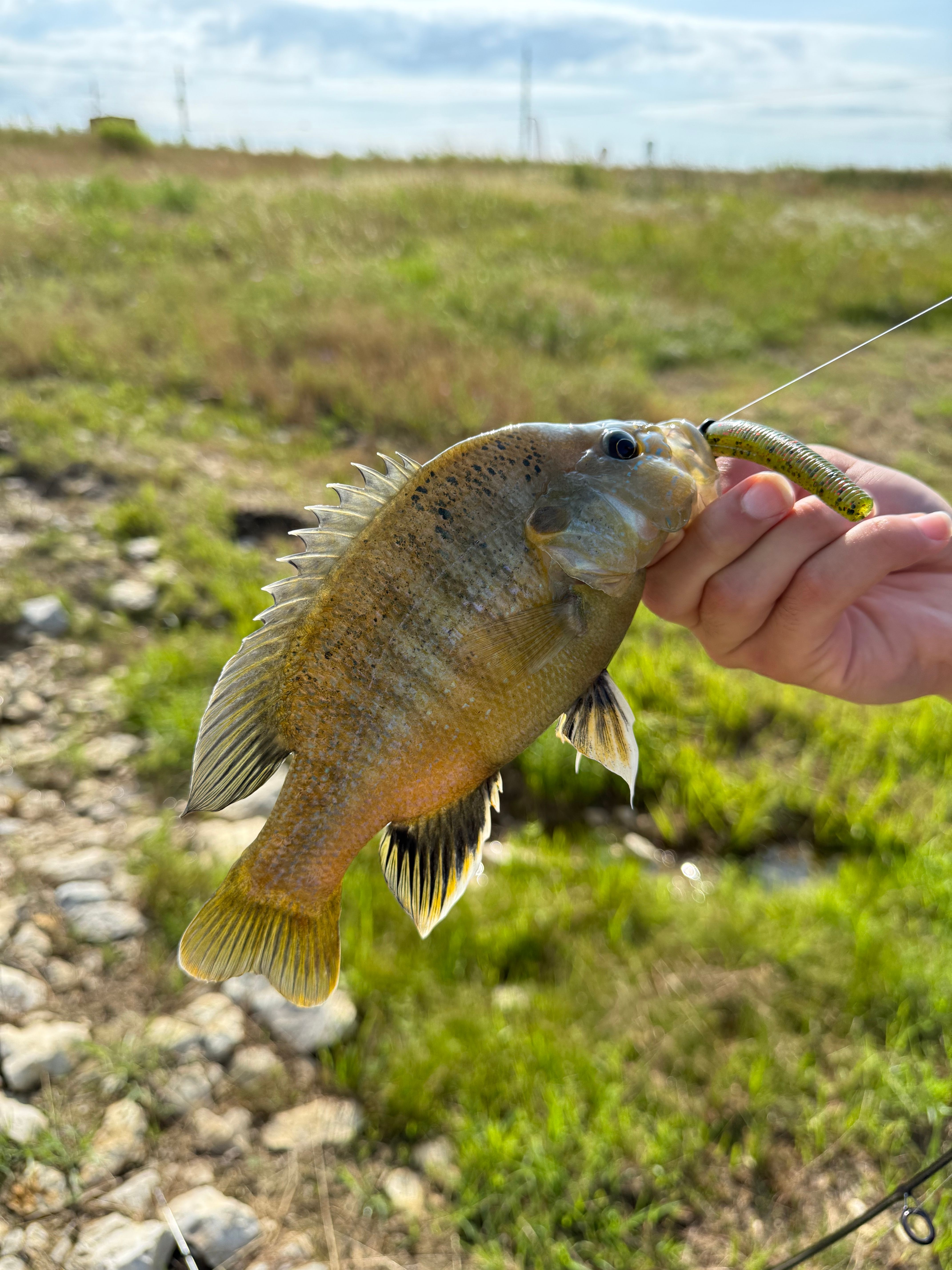 Close-up of Catching Sunfish in Texas · Free Stock Photo