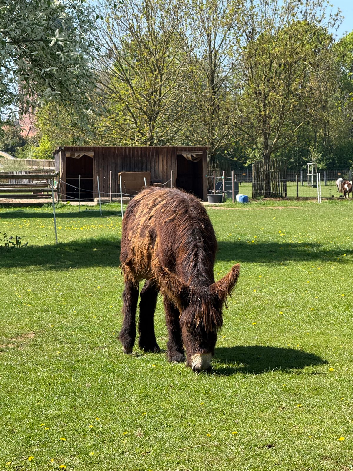 Brauner Esel auf einer sonnigen Weide