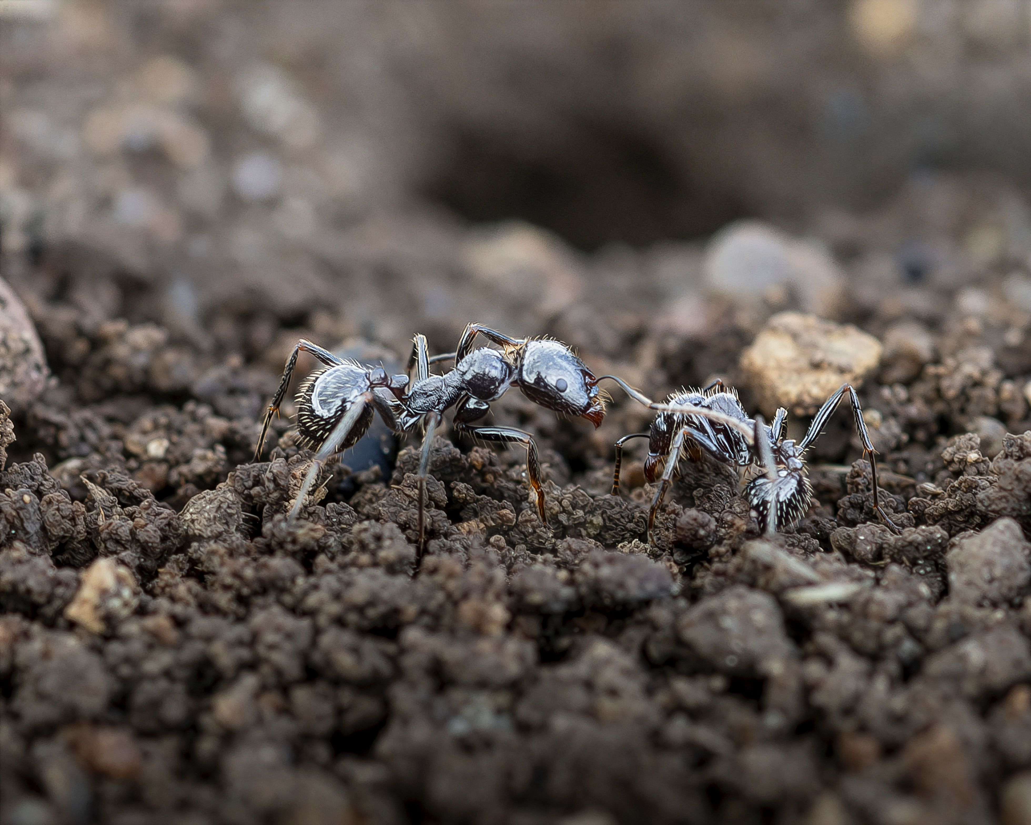 Detailed macro shot of ants interacting on a soil surface showcasing insect behavior.