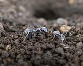 Detailed macro shot of ants interacting on a soil surface showcasing insect behavior.