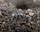 ants