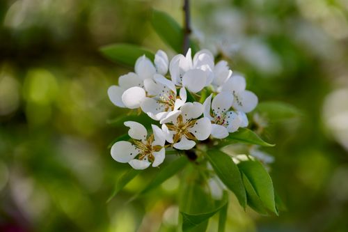 Free Delicate white blossoms on a pear tree in spring, captured in England, showcasing nature's beauty. Stock Photo