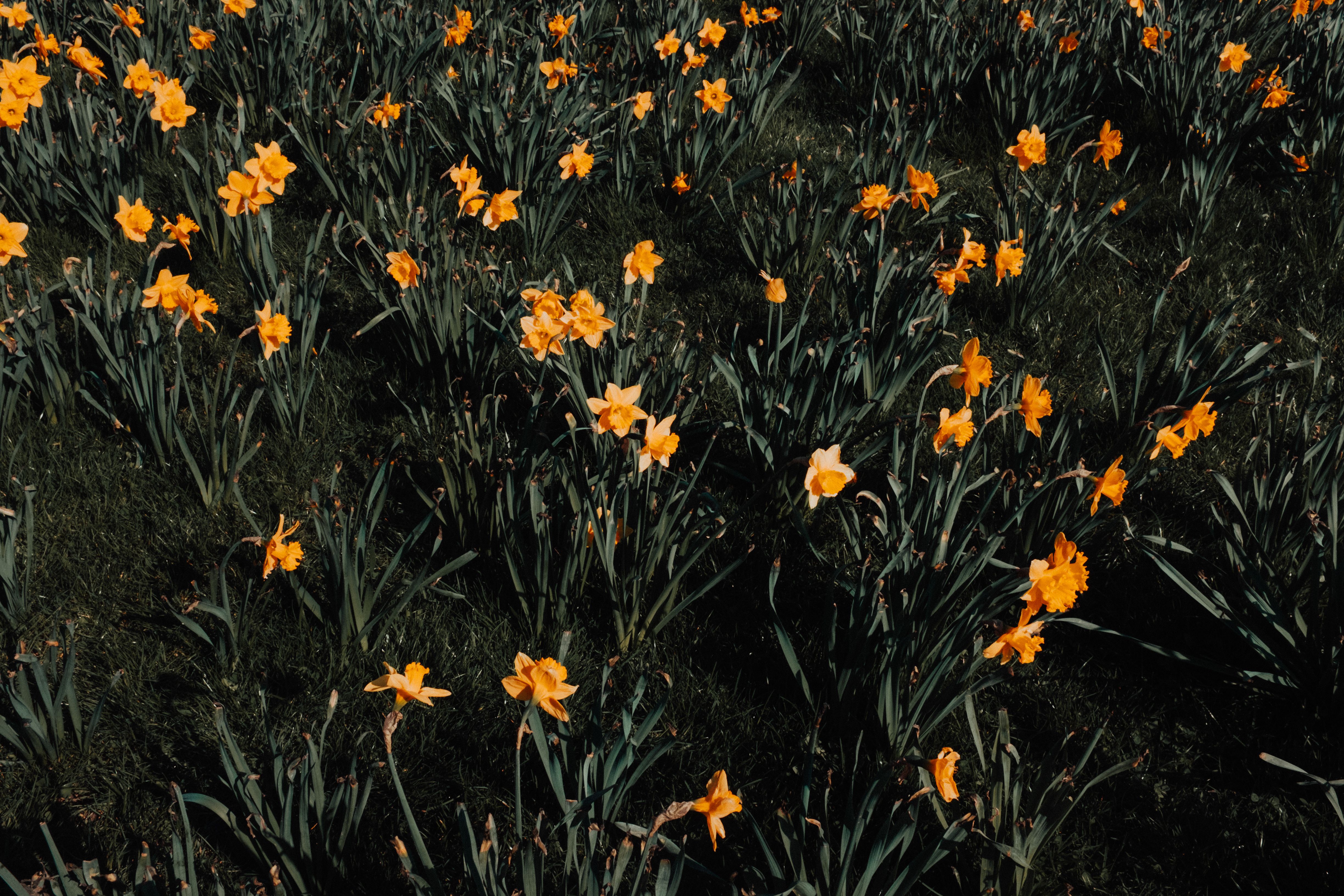 Feld mit leuchtend gelben Narzissen in voller Blüte im Sonnenlicht – Frühlingsfotografie von Tasso Mitsarakis