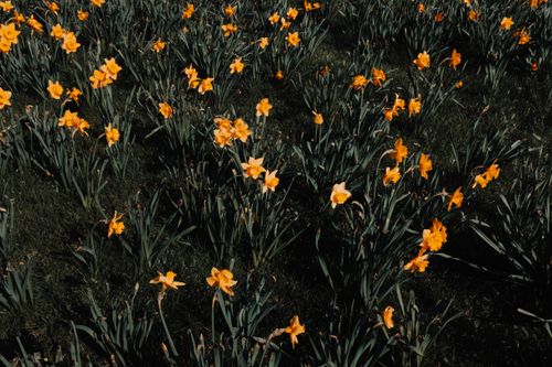 Free Field of vibrant yellow daffodils in full bloom under bright sunlight, showcasing spring beauty. Stock Photo