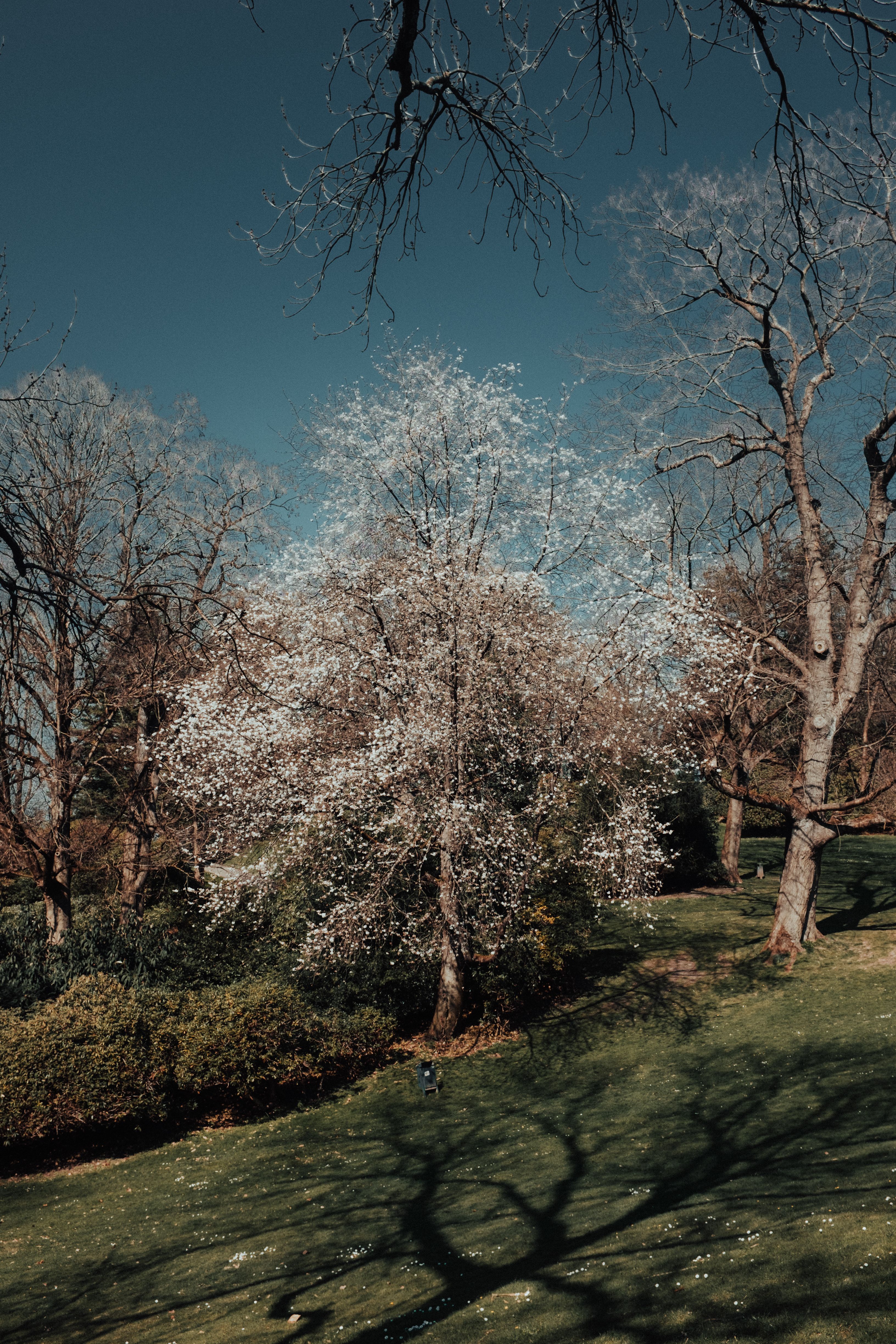 Ruhige Parklandschaft mit blühenden Bäumen im Frühling – Landschaftsfotografie von Tasso Mitsarakis