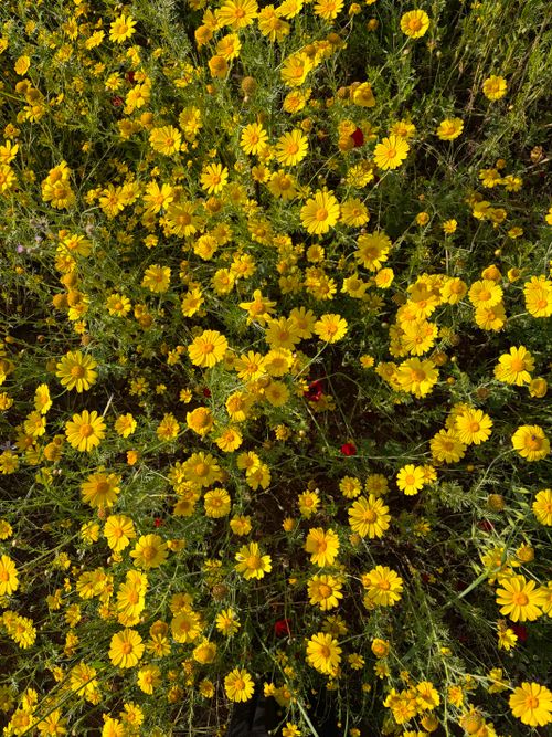 Free A field of bright yellow wildflowers in full bloom, capturing the essence of spring in Mersin, Türkiye. Stock Photo