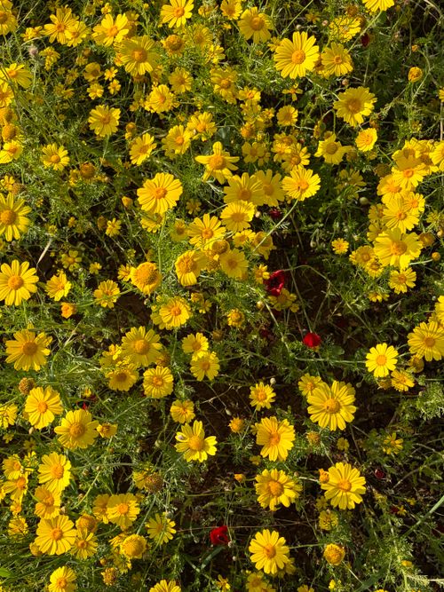 Free Vibrant field of yellow daisies blooming under sunlight, creating a lively and natural scene. Stock Photo