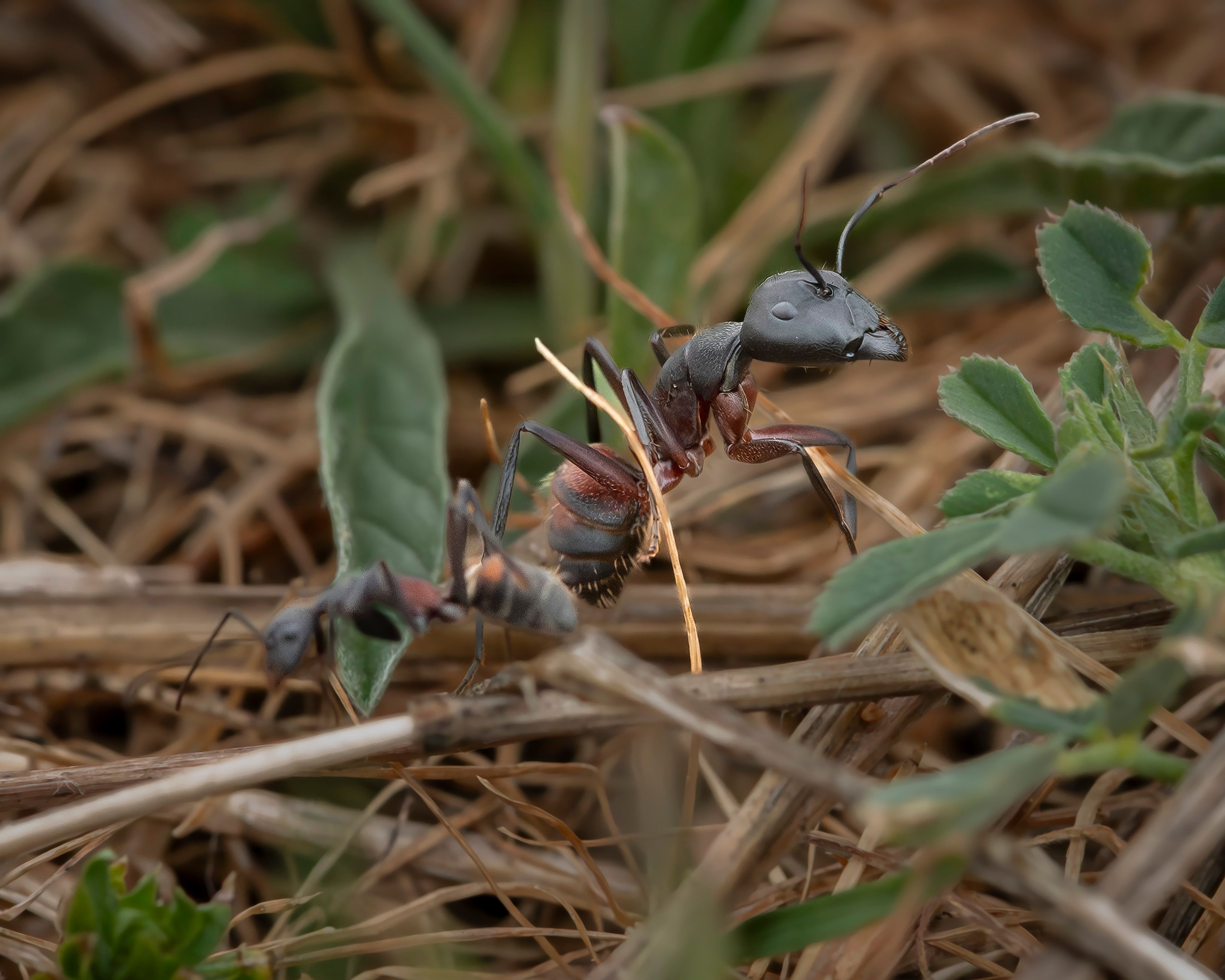 ants in grass treatment