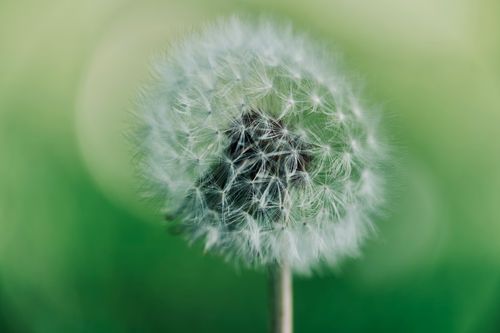 Free Close-up shot of dandelion seeds against a blurred green background, capturing nature's simplicity. Stock Photo