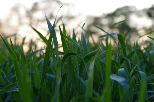 Free Vibrant close-up of green grass blades against a soft twilight background. Stock Photo