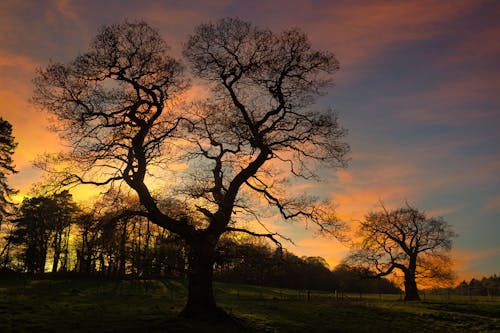 Silhouette D'arbres Au Coucher Du Soleil