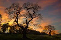 日落时分，树木的轮廓显得格外戏剧性，捕捉到了大自然宁静的美丽