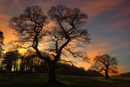 Free Dramatic silhouette of trees at sunset, capturing nature's tranquil beauty. Stock Photo