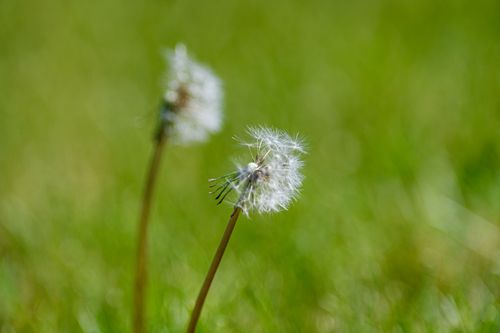 Free Detailed image of two dandelion seed heads against a green blurred background in a summer field. Stock Photo