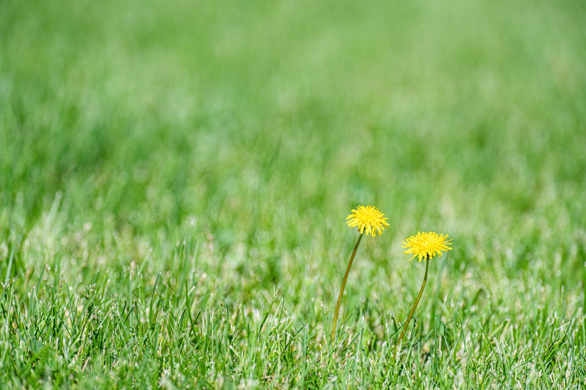 Mastering the Perfect Garden Edge: Permanent, Weed-Proof Solutions to Stop Lawn Grass Invasion into Flower and Vegetable Beds