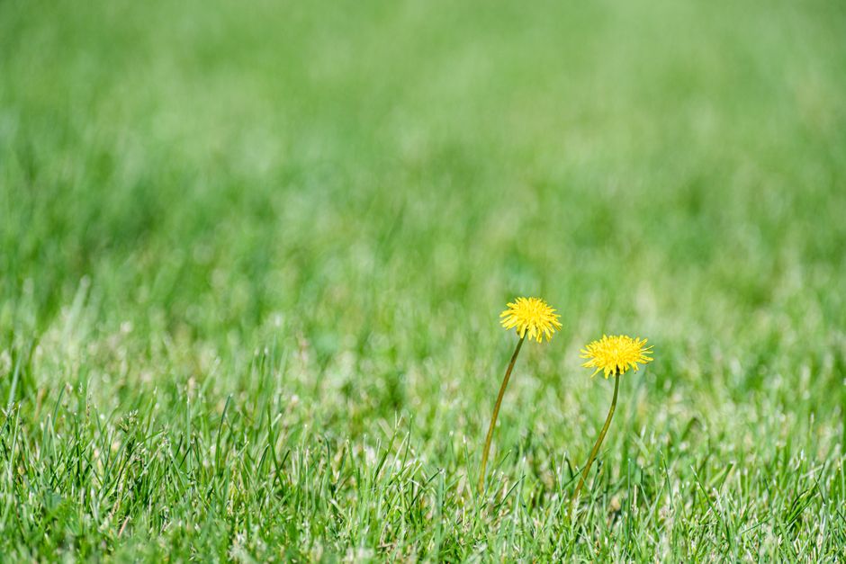 Common Lawn Weeds in Melbourne: How to Identify and Control Them