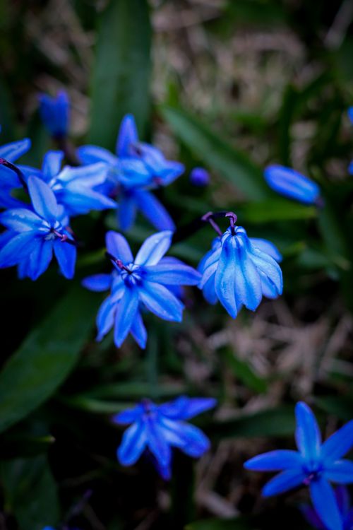 Free Close-up of vivid blue Scilla flowers blooming in a garden, capturing spring beauty. Stock Photo