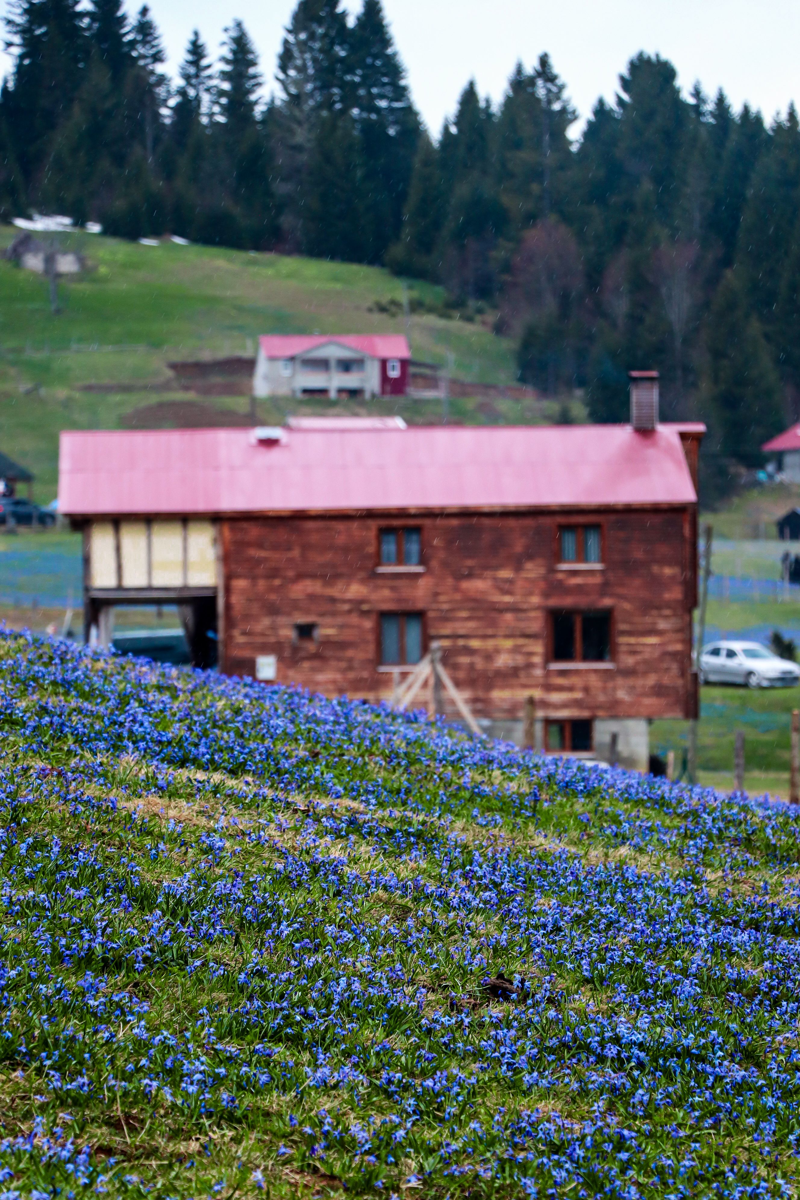 Charming cabin amidst a field of blooming blue flowers with a forest backdrop.