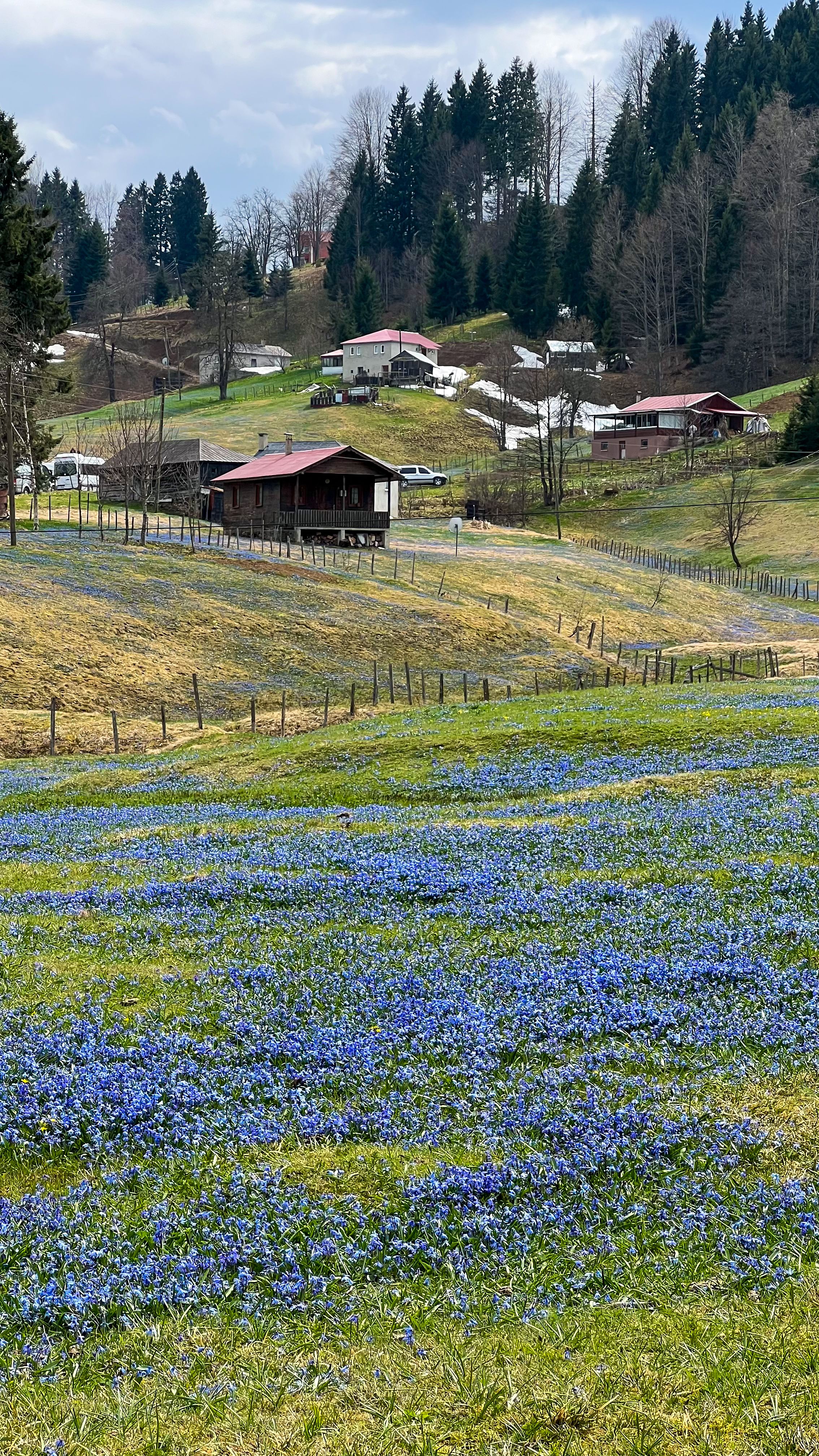 Scenic countryside landscape with vibrant spring wildflowers and rustic cabins.