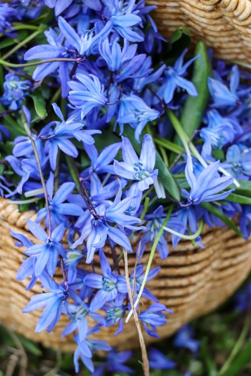 Free A collection of vibrant blue Scilla flowers overflowing from a wicker basket, creating a lively spring scene. Stock Photo