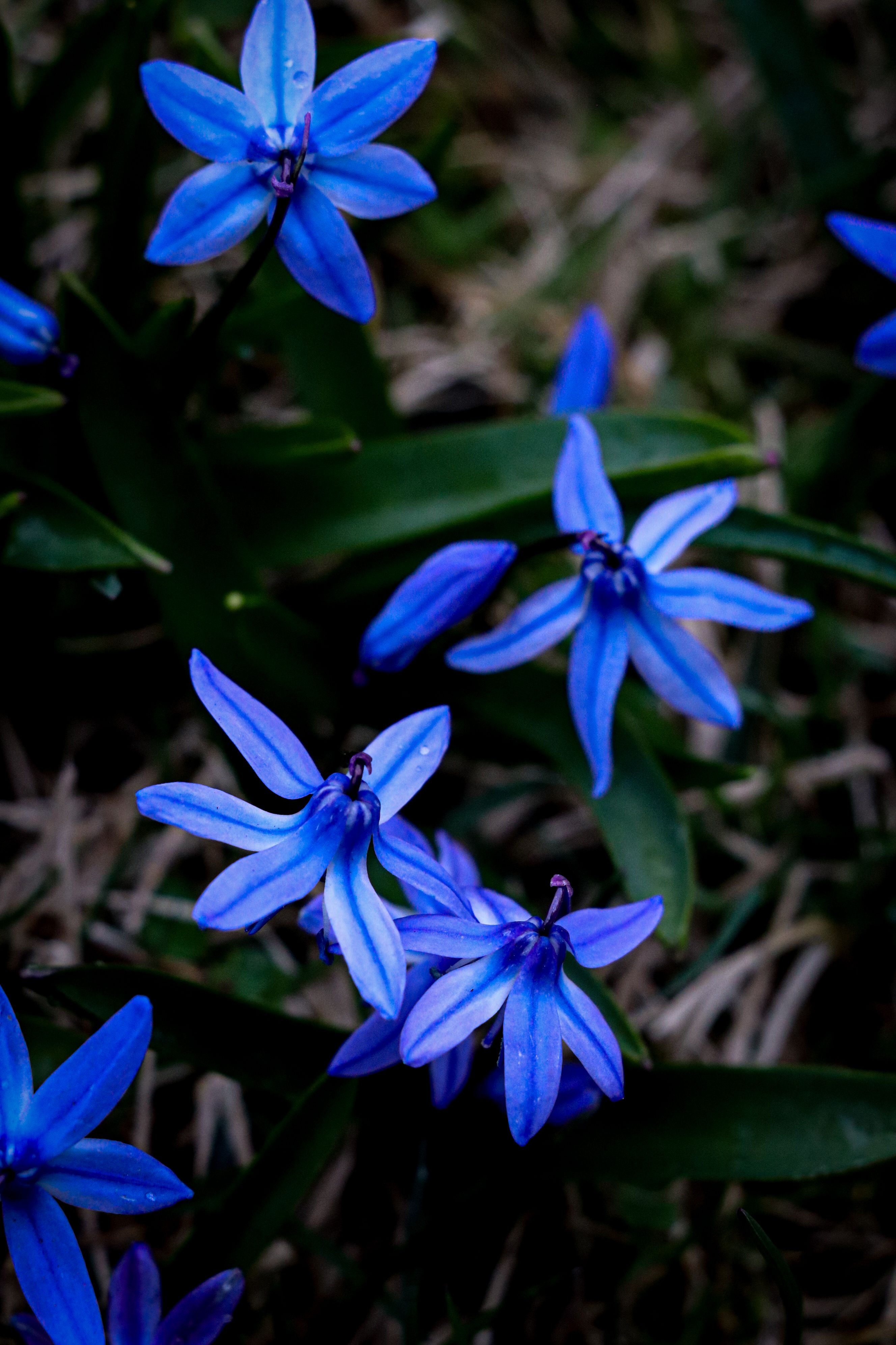 [ColoSach]-close-up-of-vibrant-blue-flowers-with-green-leaves,-showcasing-natural-beauty.