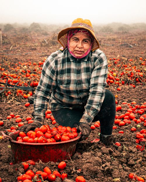 Free An adult woman harvesting ripe tomatoes outdoors in a Maule, Chile field. Stock Photo