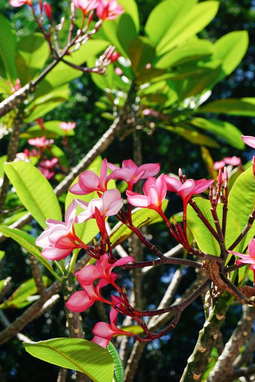 Free Bright pink frangipani flowers basking in the Brazilian sun amidst lush green leaves. Stock Photo