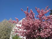 A vivid capture of cherry blossoms in full bloom under a clear blue sky, symbolizing spring.